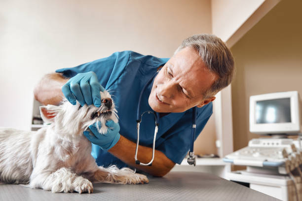 Best Emergency Dental Care for Broken or Chipped Teeth in Eagan, MN
